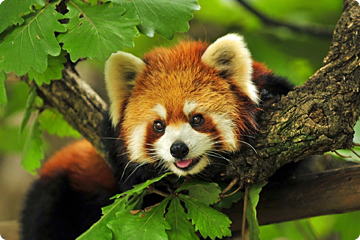 De rode panda in Myanmar