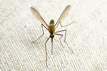 Neem anti-malaria voorzorgsmaatregelen