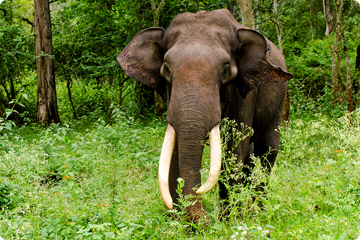 Alaungdaw Kathapa National Park