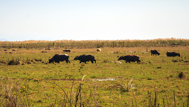 Buffels lopen op het drassige gras